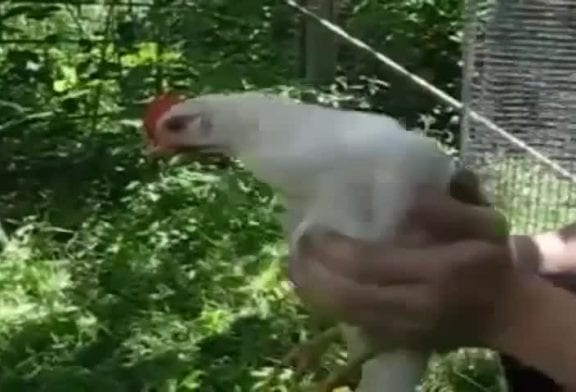 La tête du poulet ne bouge jamais