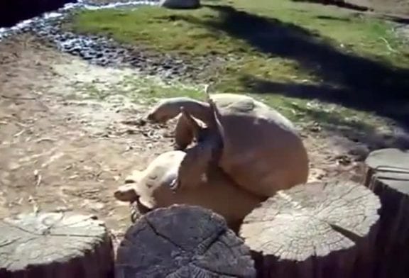 Tortues humping drôle dit