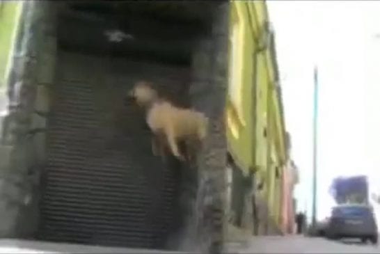 Chien ukrainien faisant du parkour