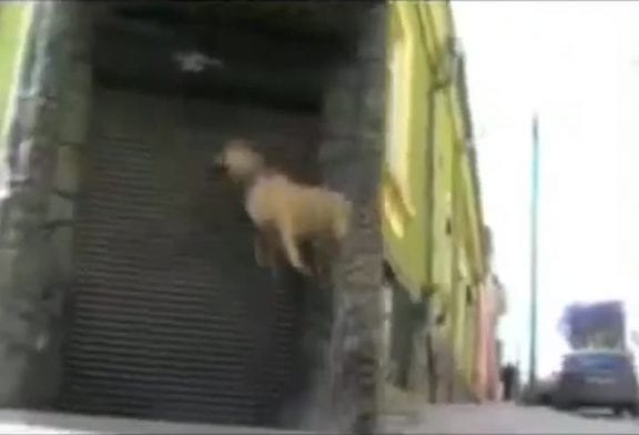 Chien ukrainien faisant du parkour