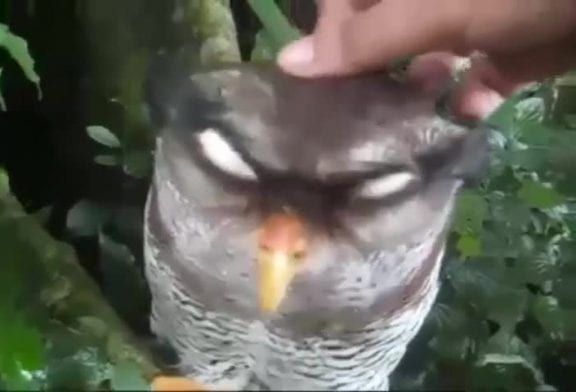 Adorable Hibou