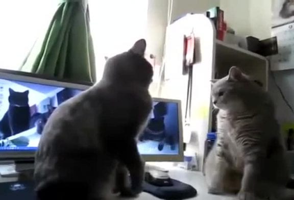 Chats qui jouent à gâteau galette