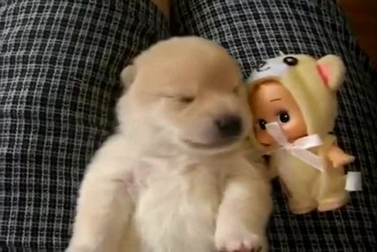 Ce chiot serait-il en train de faire des cauchemars