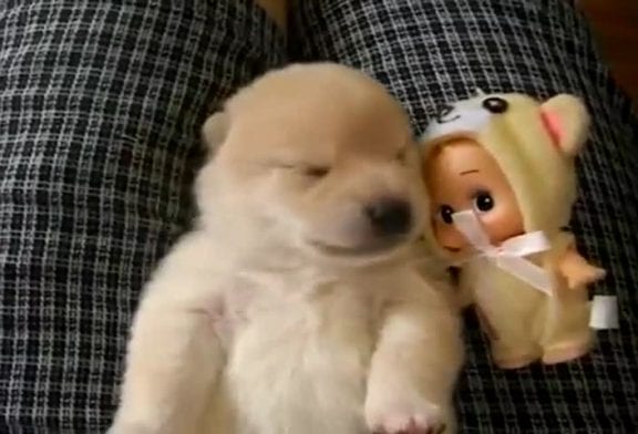 Ce chiot serait-il en train de faire des cauchemars