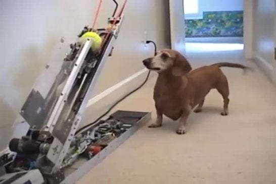 Jerry est un chien qui sait jouer seul à la balle