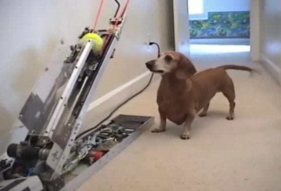 Jerry est un chien qui sait jouer seul à la balle