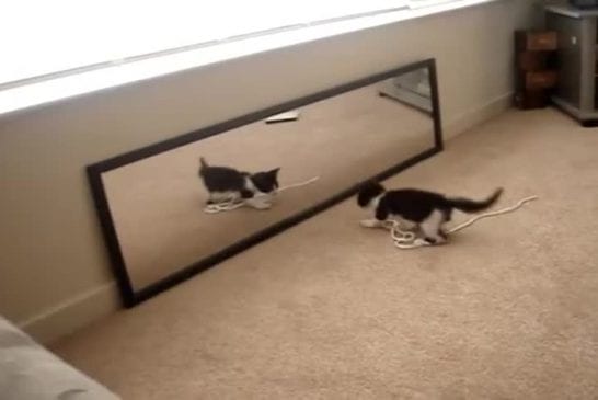 Le chaton et le miroir