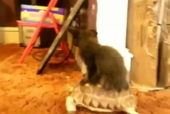 Chaton à cheval sur une tortue