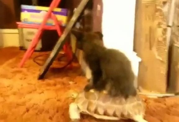 Chaton à cheval sur une tortue