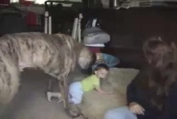 Gros chien qui joue avec un bébé