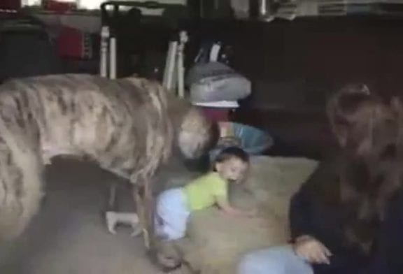 Gros chien qui joue avec un bébé