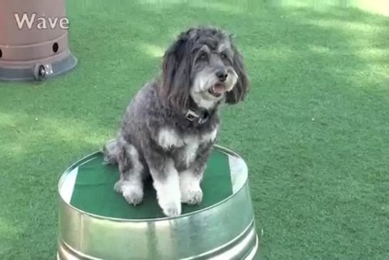 Un mignon petit chien réalise des trucs impressionnants