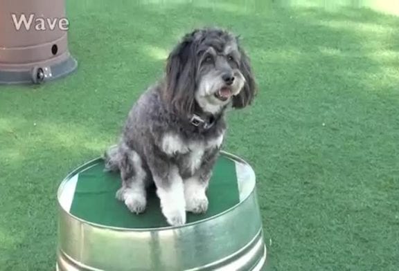 Un mignon petit chien réalise des trucs impressionnants