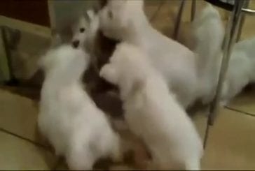 Des chiots blancs attaquent un chat
