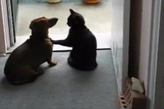 Un chat calme un chien qui demande des calins