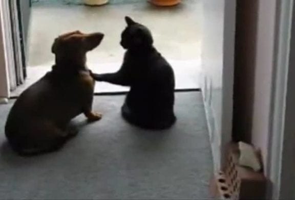 Un chat calme un chien qui demande des calins