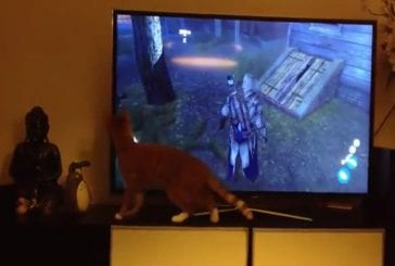 Chat voit un autre chat dans un jeu vidéo