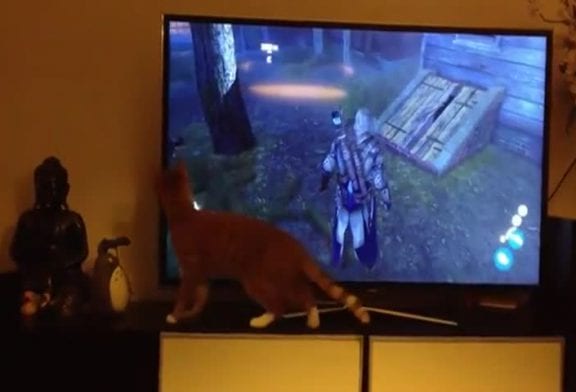 Chat voit un autre chat dans un jeu vidéo