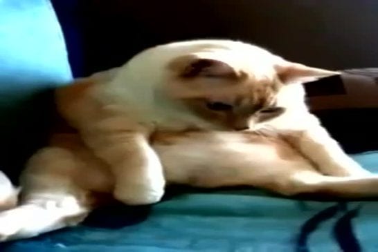 Chat qui pète et a le hoquet en même temps