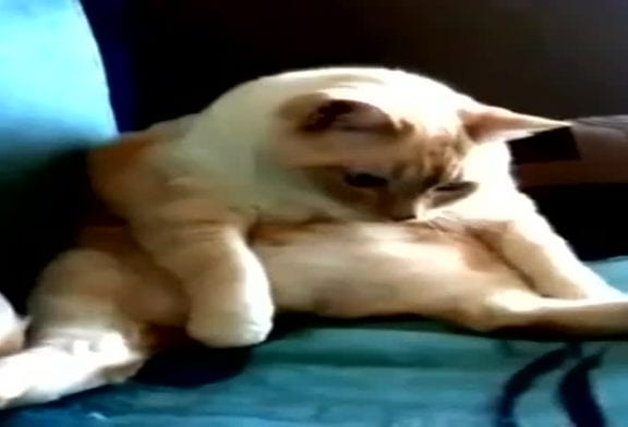 Chat qui pète et a le hoquet en même temps
