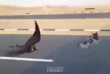 Faucons ultra rapide