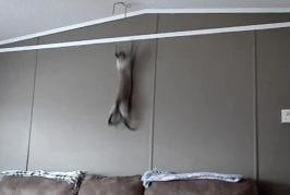 Sagira le spidercat