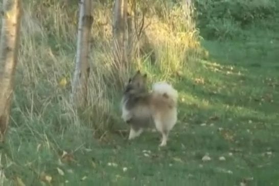 Chien aveugle apprend l'écho-location