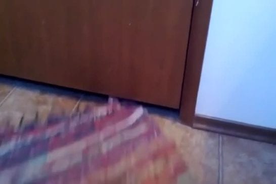 Chat a besoin de tapis