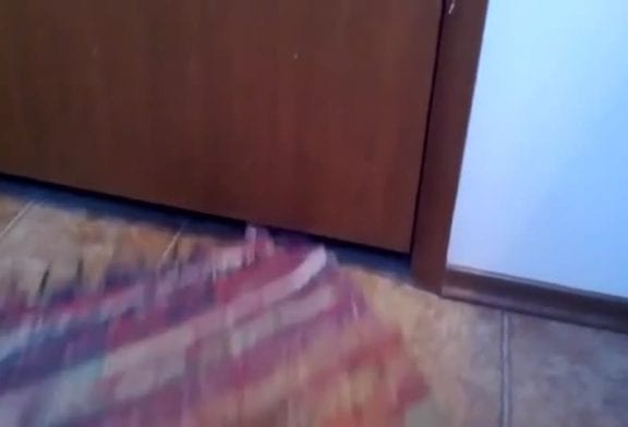 Chat a besoin de tapis