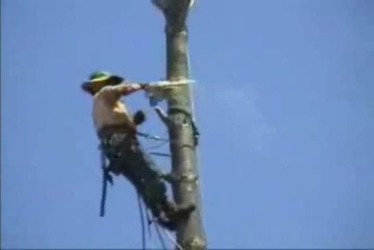 Accident drôle d’un arboriste grimpeur