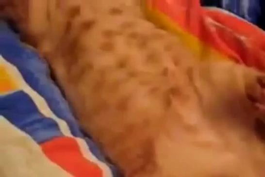 Chat endormi déteste la lumière du matin