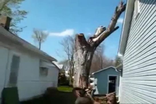 Abattage raté d'un arbre
