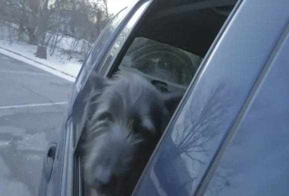 Le plus beau chien du monde