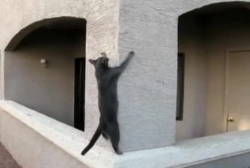 Chat grimpe au mur
