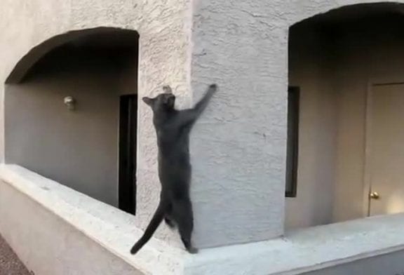 Chat grimpe au mur