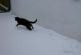Chat découvre la neige pour la première fois