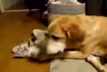 Labrador et chaton