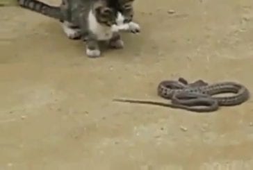 Combat chat vs serpent