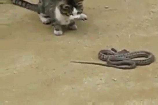 Combat chat vs serpent
