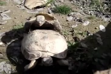 Le sexe des tortues