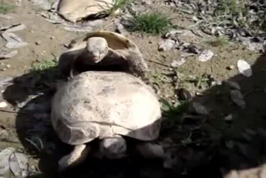 Le sexe des tortues