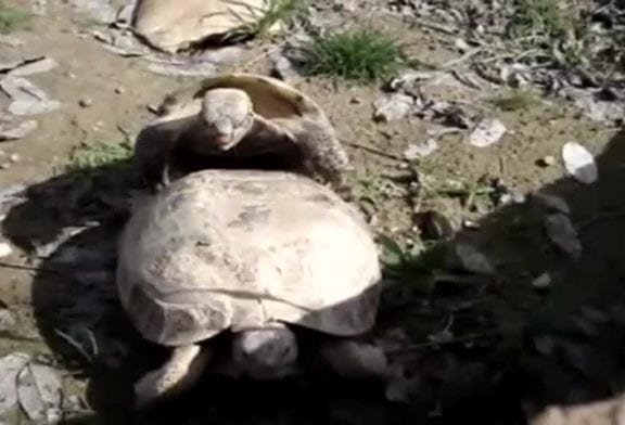 Le sexe des tortues