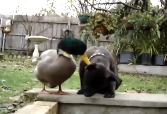 Chien vs canard