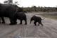 Bébé éléphant éternue en voyant les touristes