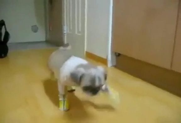 Chien avec des chaussures fait une triste tête