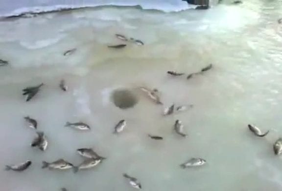 Geyser de poissons