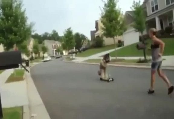 Chien sur une trottinette