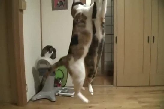 Slowmotion de chats bondissants