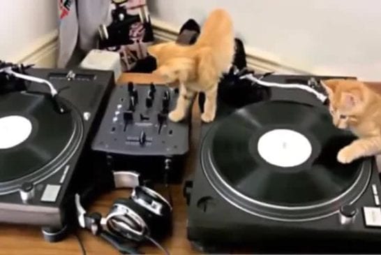 Chatons sur des platines de DJ