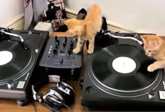 Chatons sur des platines de DJ